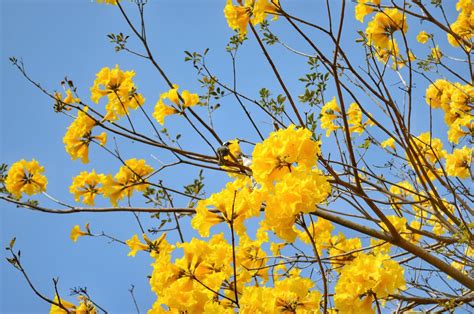 黃色的花樹木|黃花風鈴木